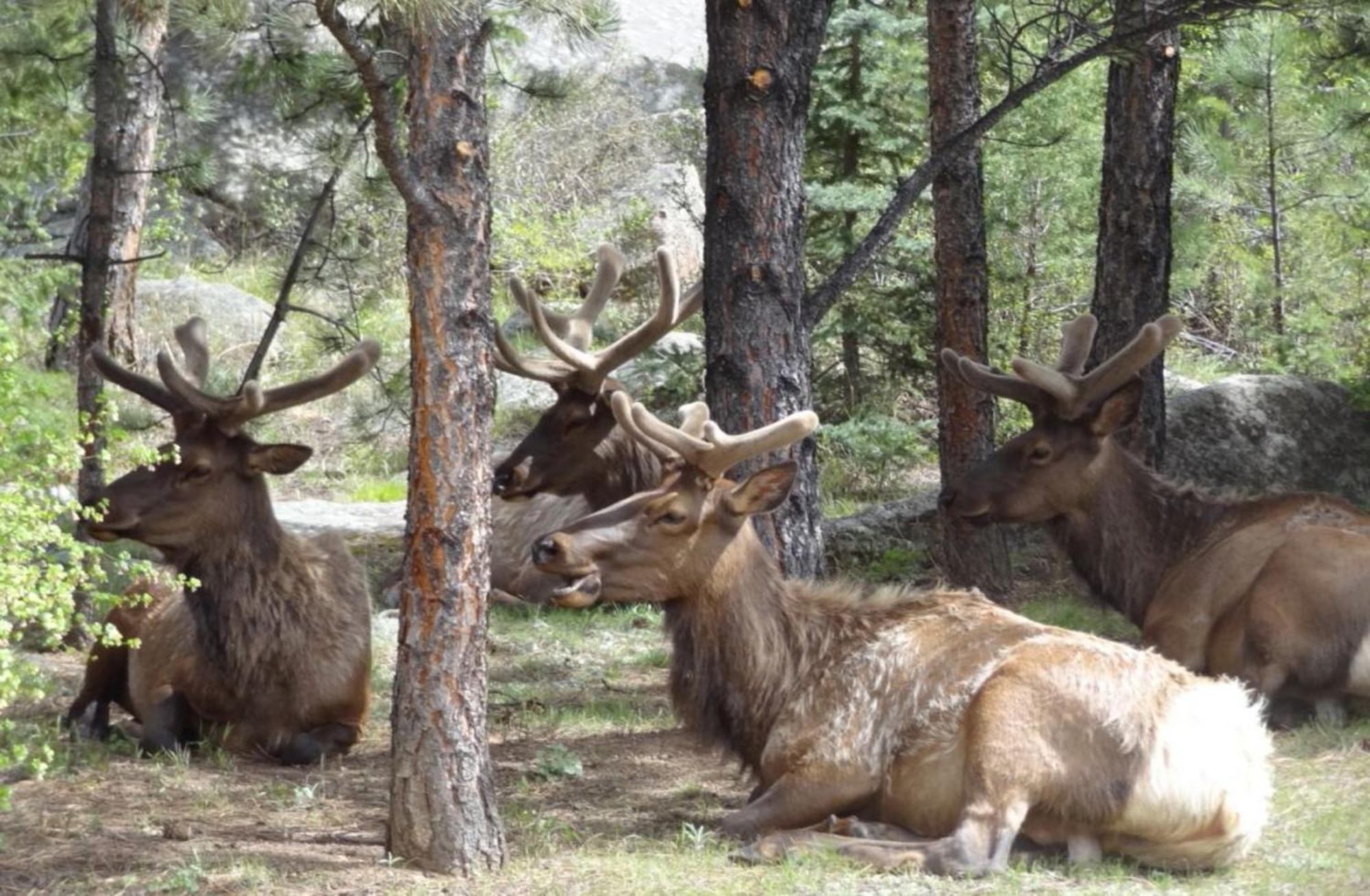 Stonebrook Resort - Adult Only Estes Park Exterior foto